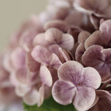 Hortenzia - Halványlila