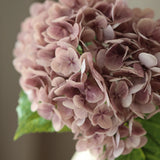 Hortenzia - Halványlila