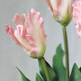 Vad tulipán virág - Rózsaszín