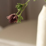 Hamvas bogáncs - Bordó