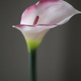 Kála -  Rózsaszín