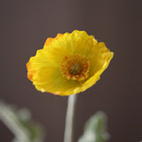 Poppy - White