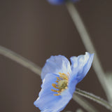 Poppy - Blue