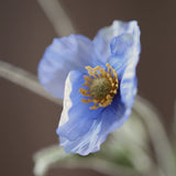 Poppy - Blue