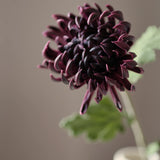 Krizantém - Sötétlila