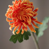 Krizantém - Narancs