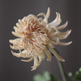 Chrysanthemum - Green
