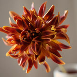 Cactus Dahlia - Green