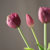 Tulipáncsokor - Lila