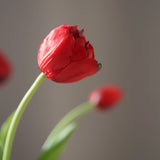 Tulipáncsokor - Piros