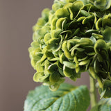 Hortenzia - Olajzöld