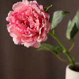 Bazsarózsa Prémium - Pink