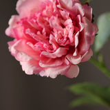 Bazsarózsa Prémium - Pink