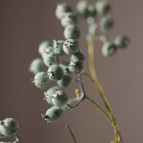 Green poppy seed pod