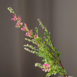 Zsályavirág - Pink