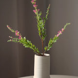 Zsályavirág - Pink