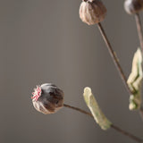 Green poppy seed pod
