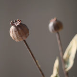 Green poppy seed pod