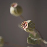 Green poppy seed pod