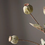Green poppy seed pod