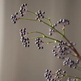 Green poppy seed pod