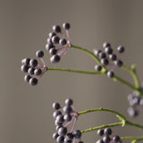 Green poppy seed pod