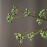 Green poppy seed pod