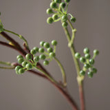 Green poppy seed pod