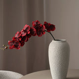 Boat Orchid - White