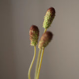 Leaf amaranth fiber - Green