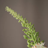 Foxtail - Green