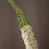 Foxtail - Green