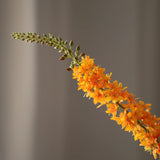 Foxtail - Green