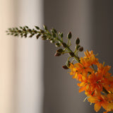 Foxtail - Green