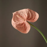 Flamingó - Rózsaszín