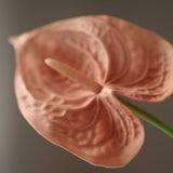 Flamingó - Rózsaszín