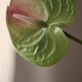 Flamingo - Pale Green 