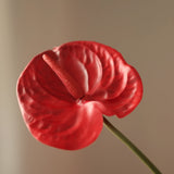 Flamingo - Pale Green 