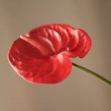 Flamingo - Pale Green 