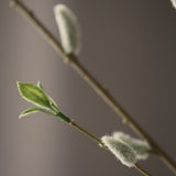 Leaf amaranth fiber - Green