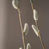 Leaf amaranth fiber - Green
