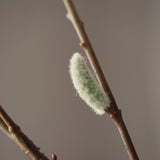 Leaf amaranth fiber - Green