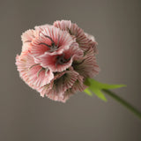 Cirmos Tokvirág - pink