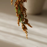 Logó amarantusz - Barna