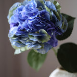 Hortenzia Hamvas - kék