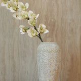 Csónak Orchidea - Fehér