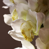 Csónak Orchidea - Fehér