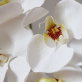 Nagy Orchidea - Fehér