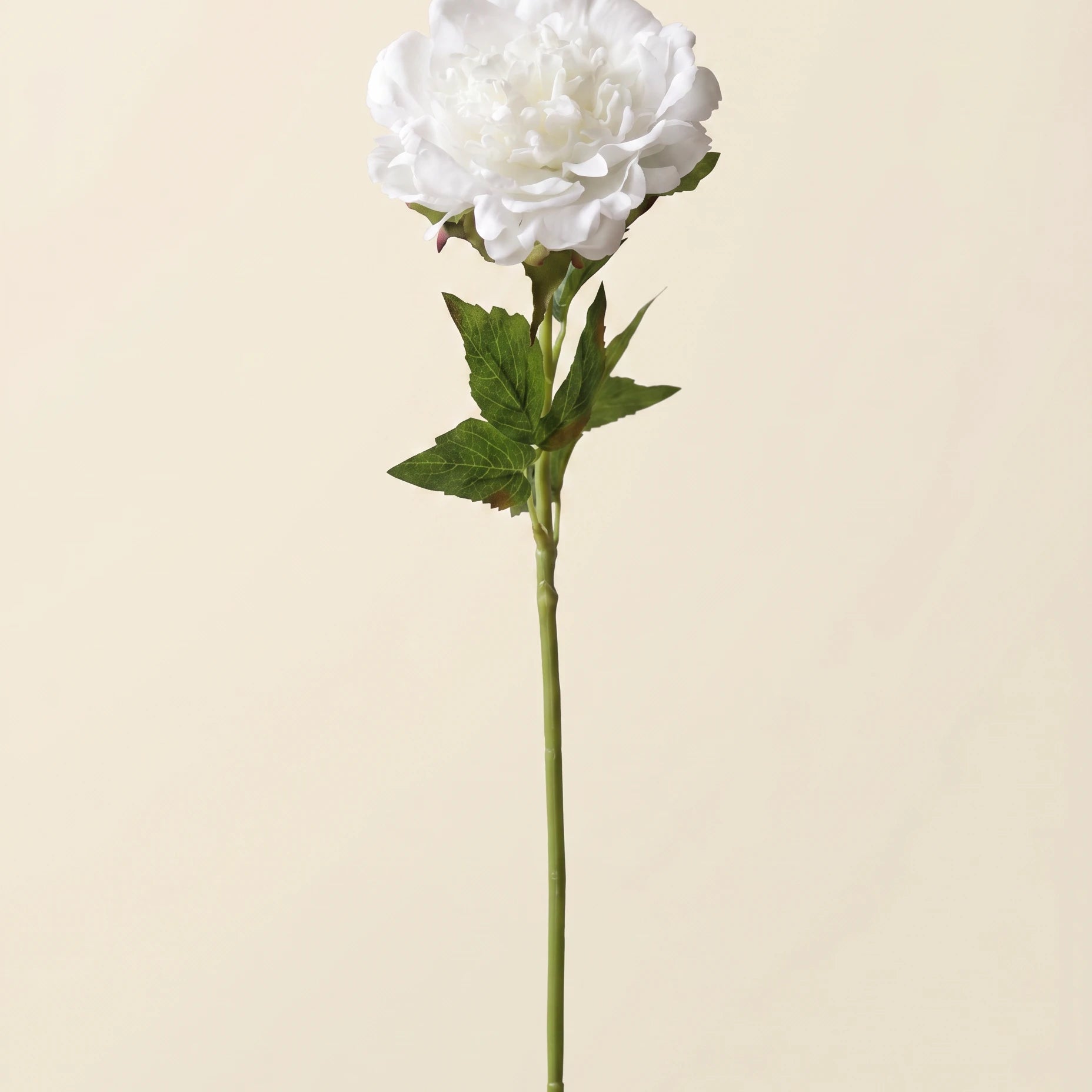 FLORM Bazsarózsa Prémium Fehér művirág packshot