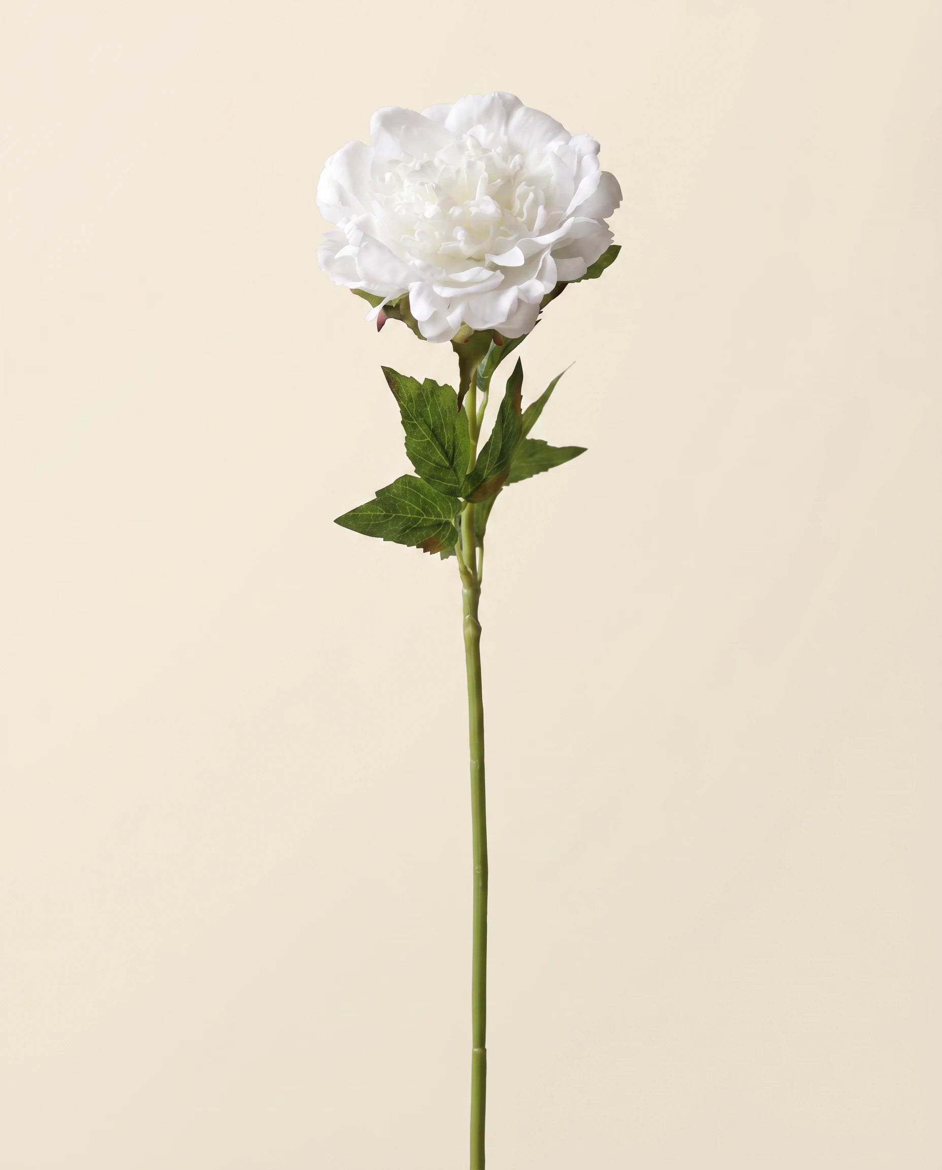 FLORM Bazsarózsa Prémium Fehér művirág packshot